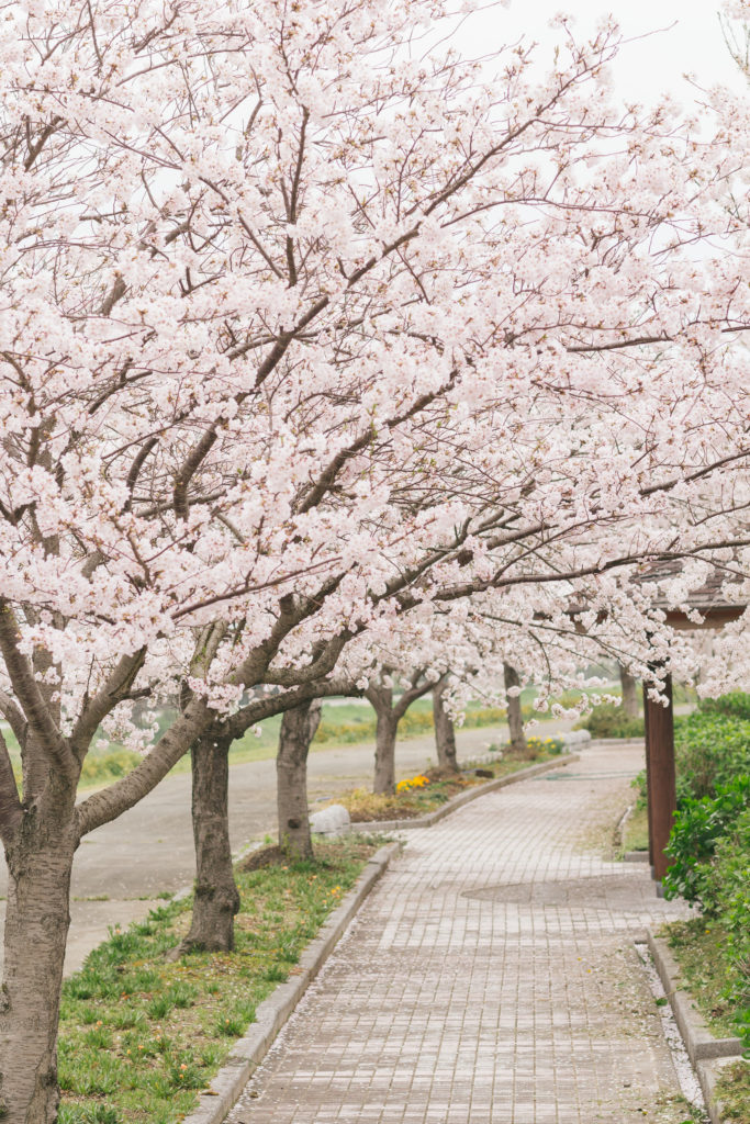 豊橋の幸公園に子供と一緒に桜を見に出掛けよう 桜のスポットを紹介 Yoki Travel Yoki Travel
